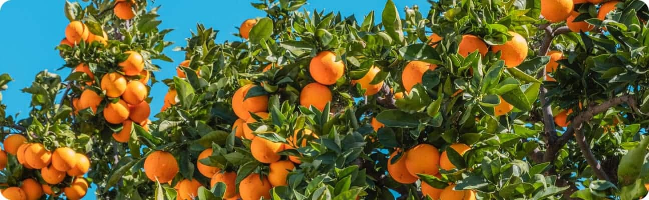 Orange trees